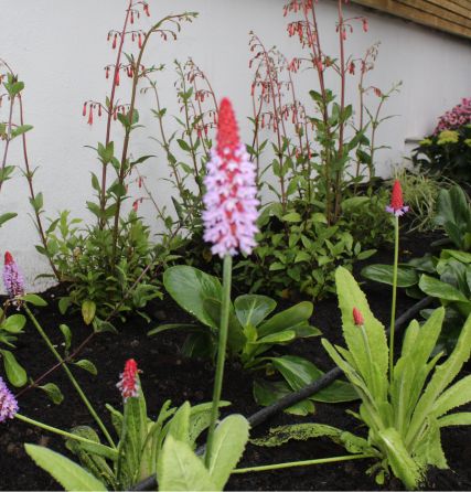 seasonal planting